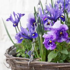 Viola 'Panola Marina' and Iris reticulata winter flowers growing in a hanging basket