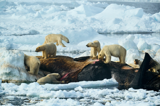 The misfortune of some brings happiness to others, and for these polar bears, the death of a whale in east Greenland heralded a royal feast. Attracted by the smell, more than sixty bears were recorded in the area. However, their behaviour was almost benevolent, possibly due to the abundance of food.