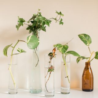 Propagating plant cuttings in clear glass jars