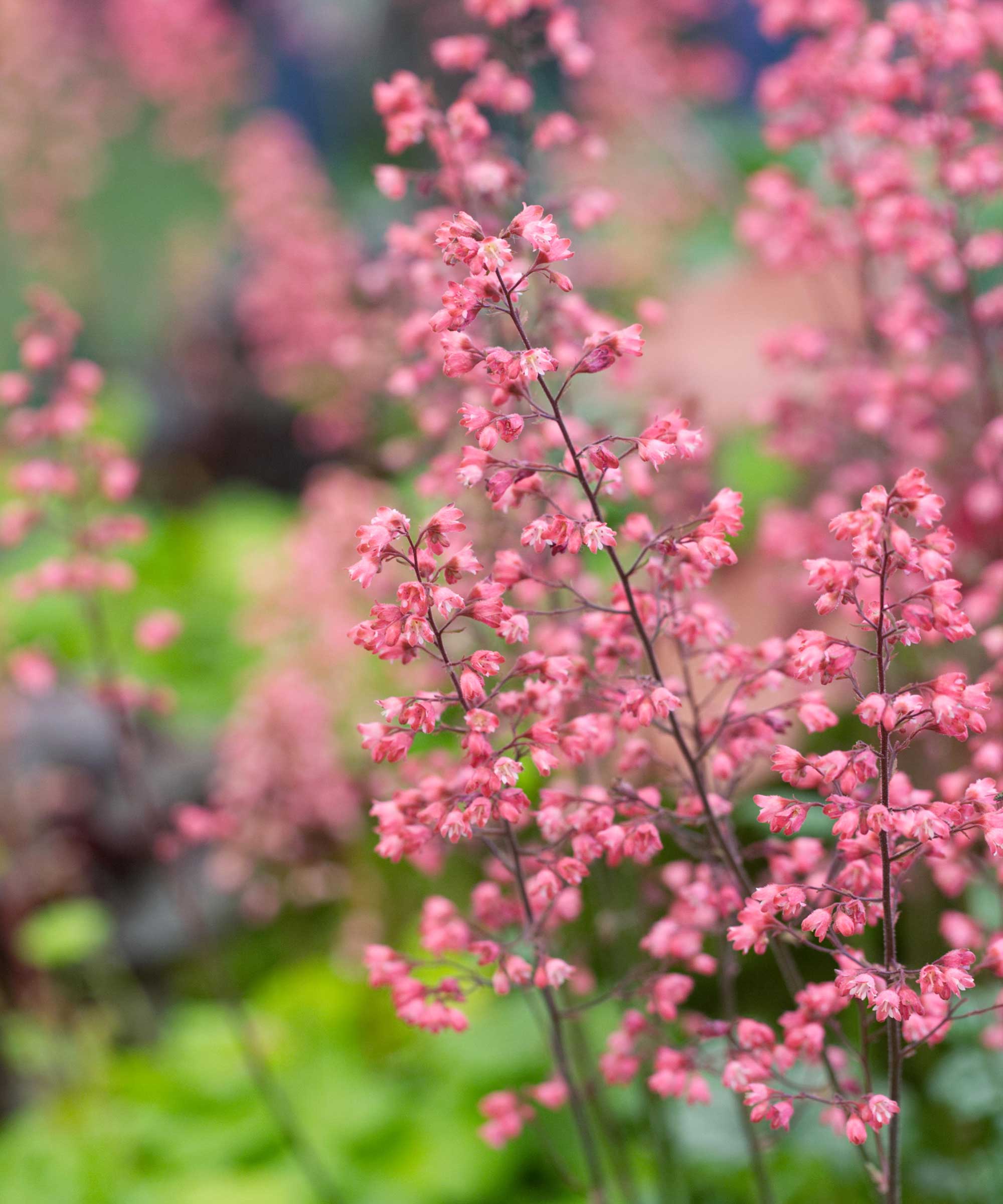 Heuchera 'Paris' flowers