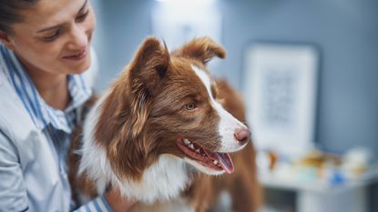 A veterinarian tends to a dog in a vet office.