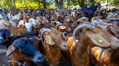 Goats on 29 October 2023 in Lake Kerkini, Greece