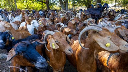 Goats on 29 October 2023 in Lake Kerkini, Greece