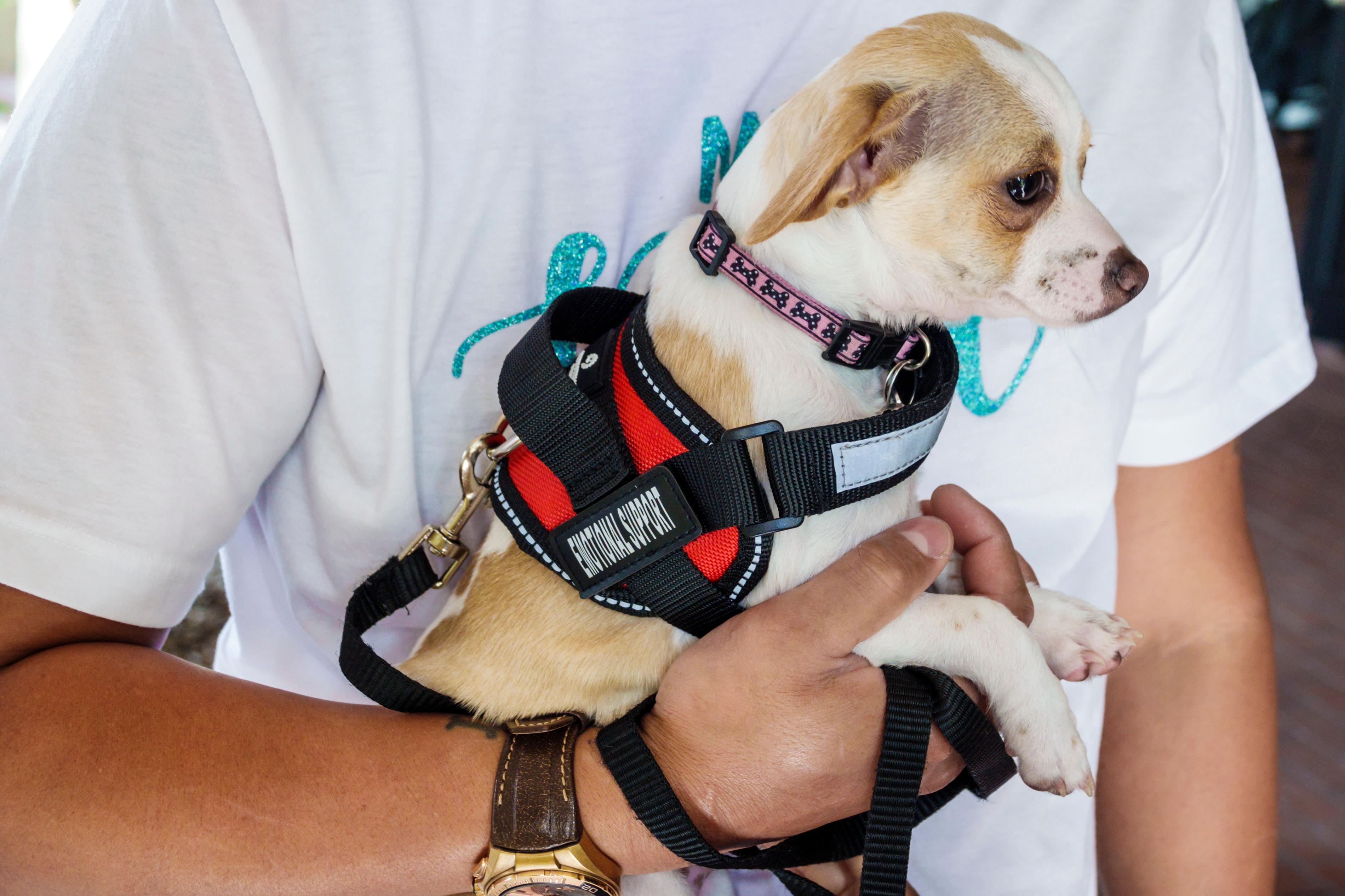 Person carrying emotional support dog in harness