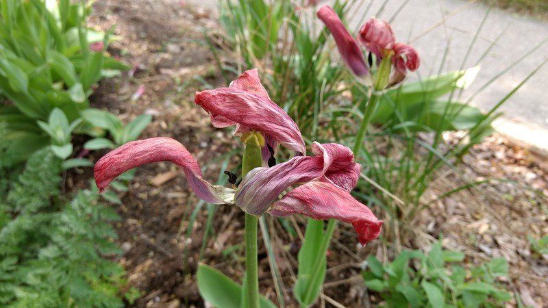 Moto G4 Plus photo sample