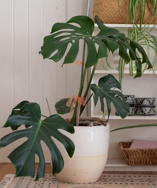 large indoor potted Monstera plant in white room