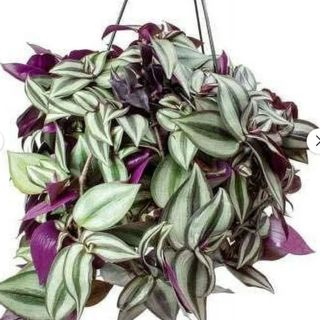 Walmart tradescantia 'Zebrina'