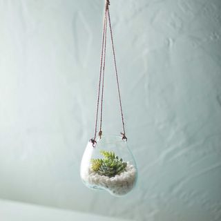Hanging glass planter with succulent inside