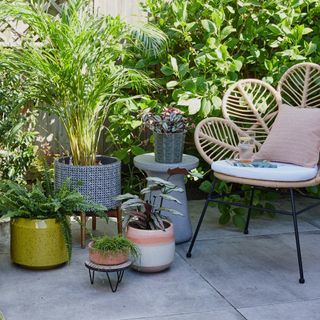 Potted plants next to a wicker garden chair on a sunny patio