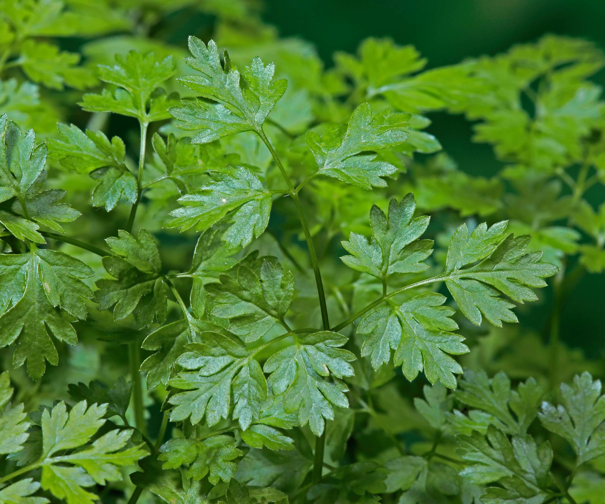 Close up of chervil leaves