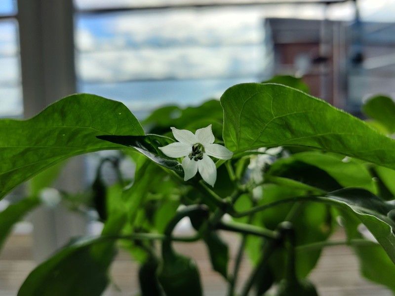 OnePlus Nord Sample