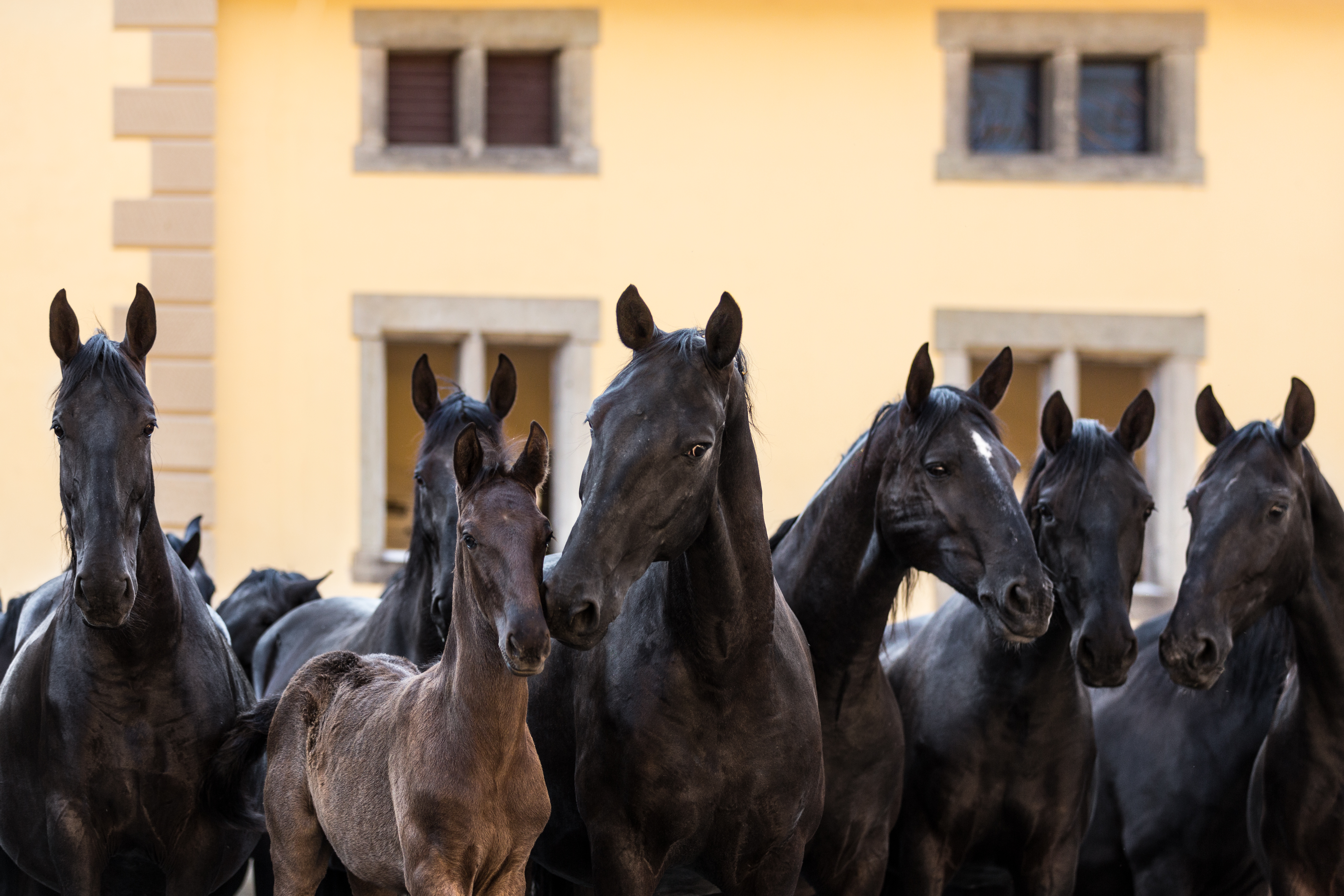 Black-Kladrubers-at-the-Slatinany-Stud-Farm-Photo-by-Magdalena-Strakova.jpg