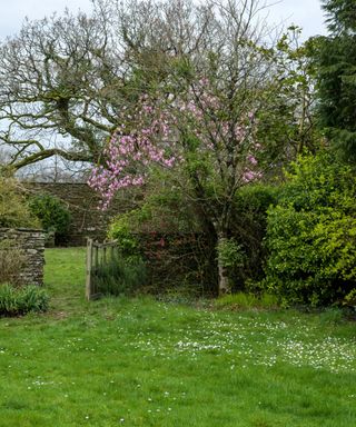 Lawn and flowerbed with magnolia tree in bloom beside an open gate