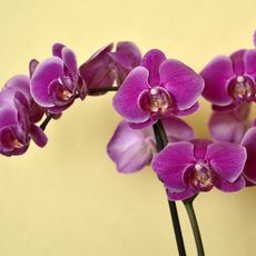 A phalaenopsis orchid