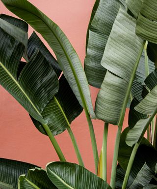 bird of paradise leaves and coral background