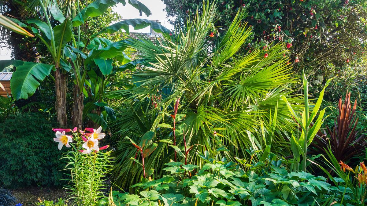 Jungle plants: 16 options for lush and leafy borders