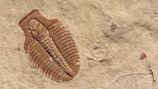A trilobite fossil imprinted on a sedimentary rock