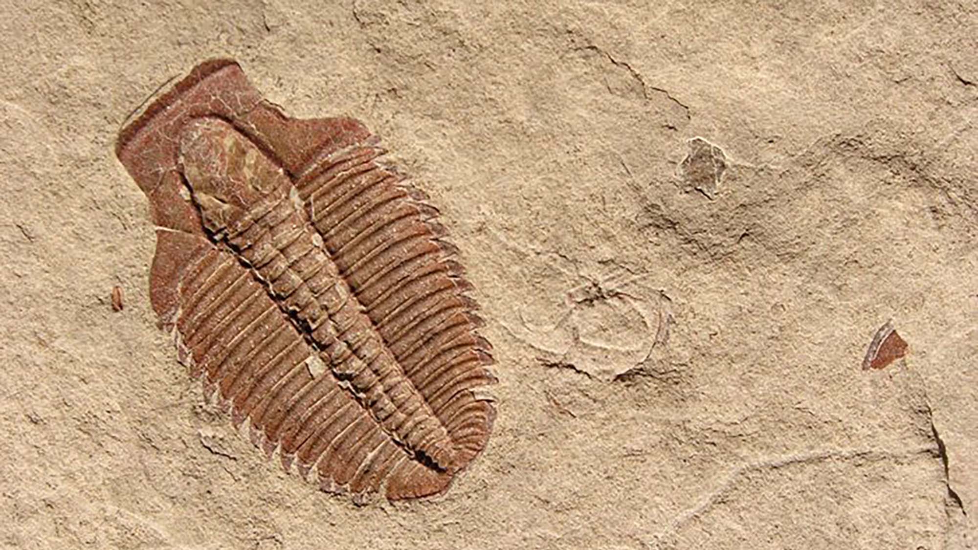 Fosil trilobit tercetak pada batuan sedimen