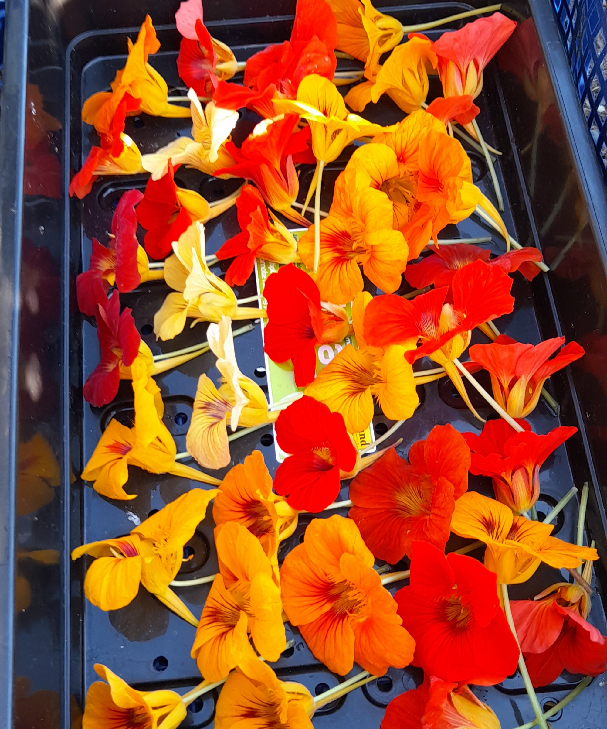 A tray containing freshly-picked red and orange nasturtium flowers