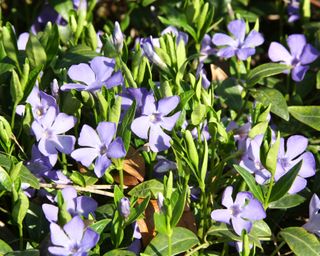 purple flowers of periwinkle, also known as vinca minor