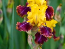 Yellow And Purple Iris Flower
