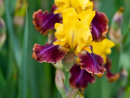 Tips & Information about Iris | Gardening Know How
