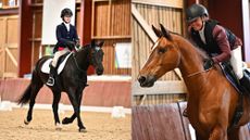 Two horses being ridden bridleless at a competition