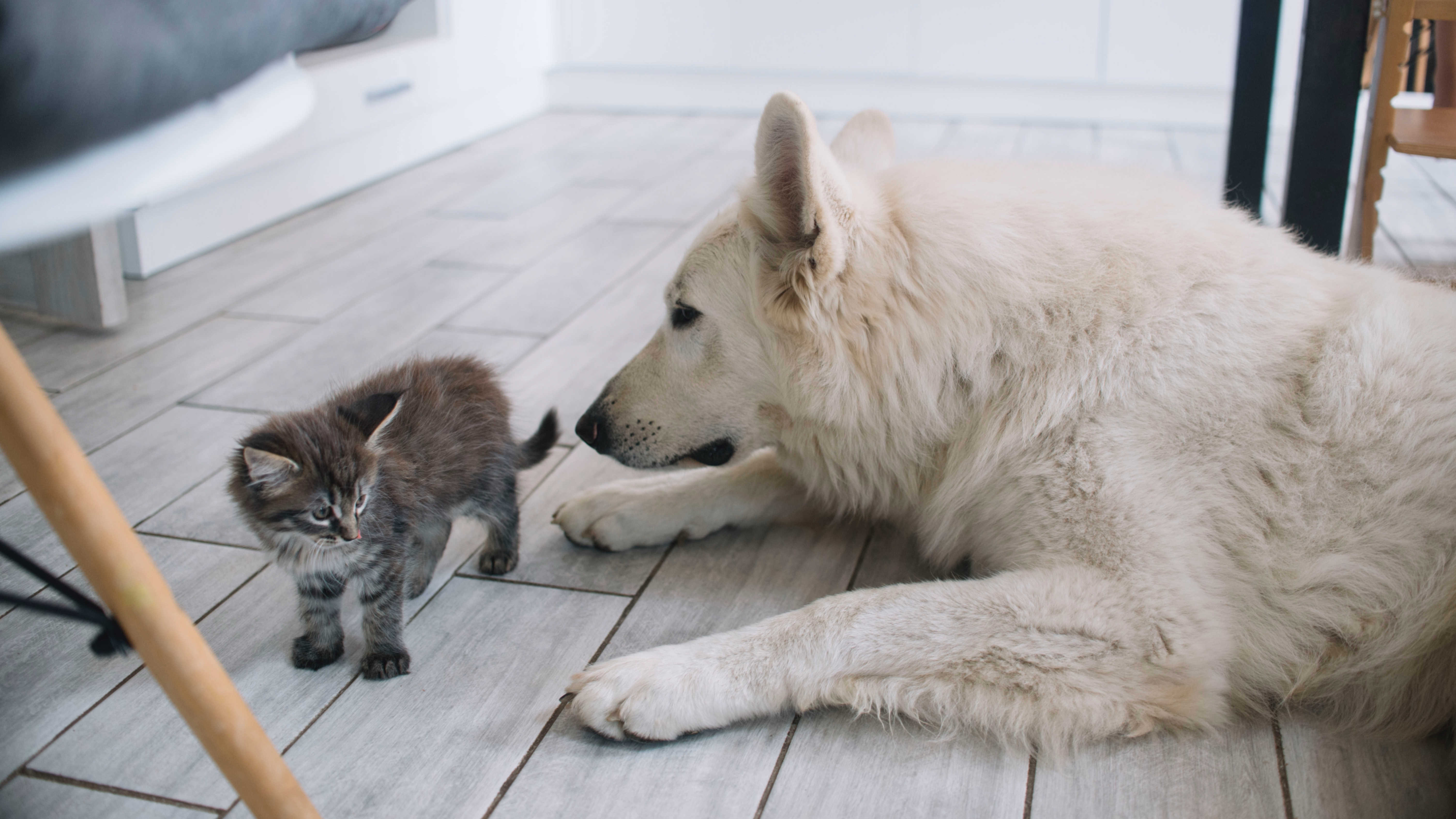 Dog and kitten