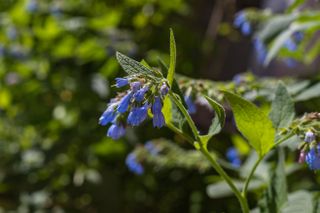 A close up of a comfrey plant with blue flowers