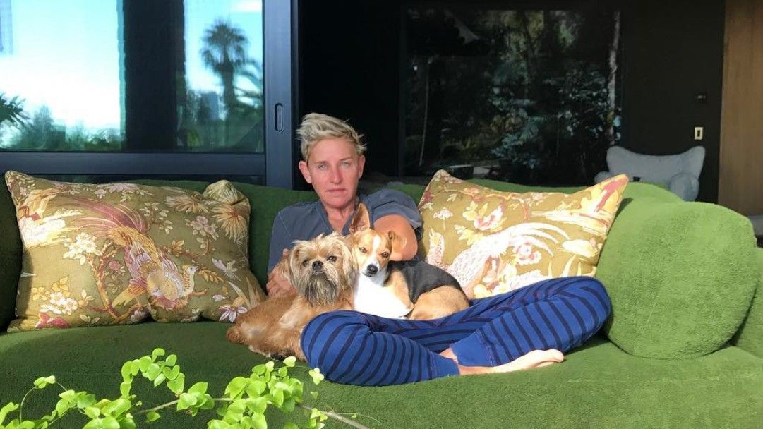 Ellen Degeneres&#039; dogs snuggle up with her on the couch