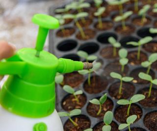 spraying seedlings with green mister