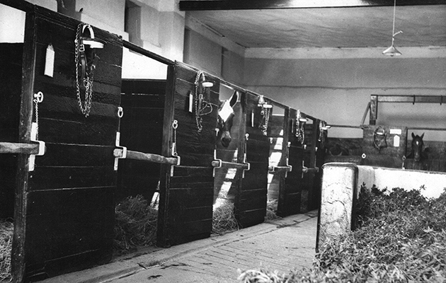 5. Interior of the stable area of the Brooke Hospital for Animals, Cairo, during Dorothy's lifetime