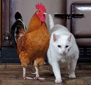 chicken and cat