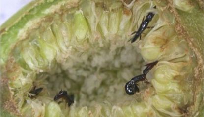 wasps, figs, nature