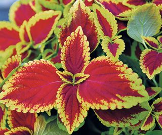 A closeup of Coleus