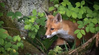 picture of fox in garden around trees and brambles