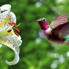 Hummingbird (archilochus colubris) hovering next to lily flowers panoramic view