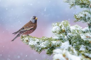 During my stay in Alaska, Grey-crowned Rosy-finches would gather in large flocks next to my hotel. Fortunately for photographers, they are a very tame species and they allowed me to set up my tripod and camera to grab a few frames before they all took off. The colours in the background are distant boats in a marina. Nikon D850 with Nikon 600mm f/4 lens. 600mm; 1/250s; f/6.3; ISO 1,000.