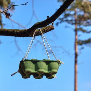 Egg box as bird feeder hung from a tree