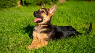  Playful german shepherd puppy lying nicely in the green grass