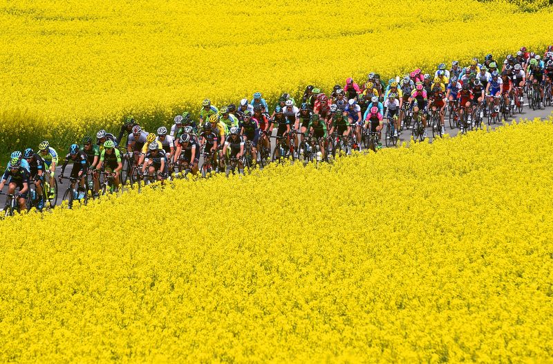 The peloton passes a field of flowers