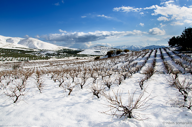 Cretan wine, vineyard in snow