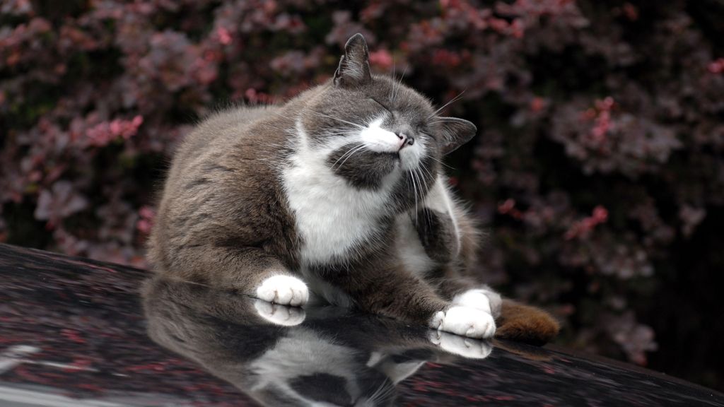 How often do you treat cats for fleas? PetsRadar