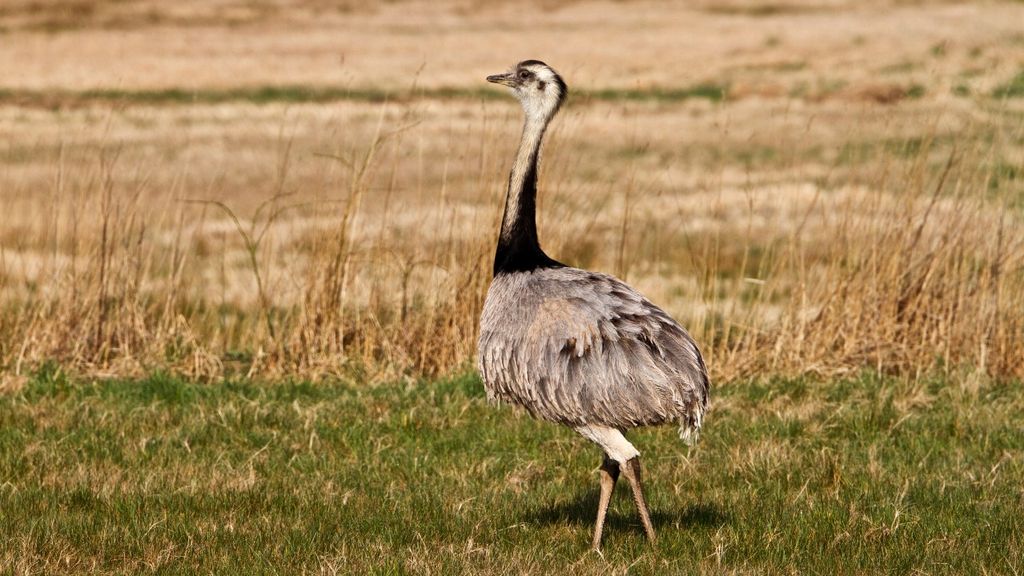 12 of the biggest birds on Earth | Live Science