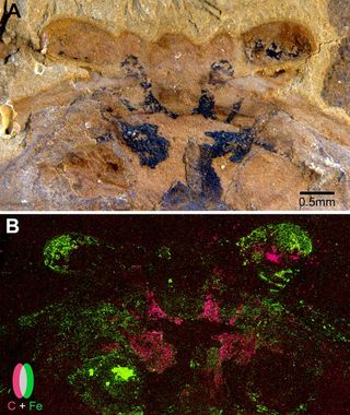 A: Under a light microscope, the above fossil shows traces of preserved neural tissues in black. B: An elemental scan of this fossil uncovered that carbon (in pink) and iron (in green) do not overlap in the preserved neural tissue.