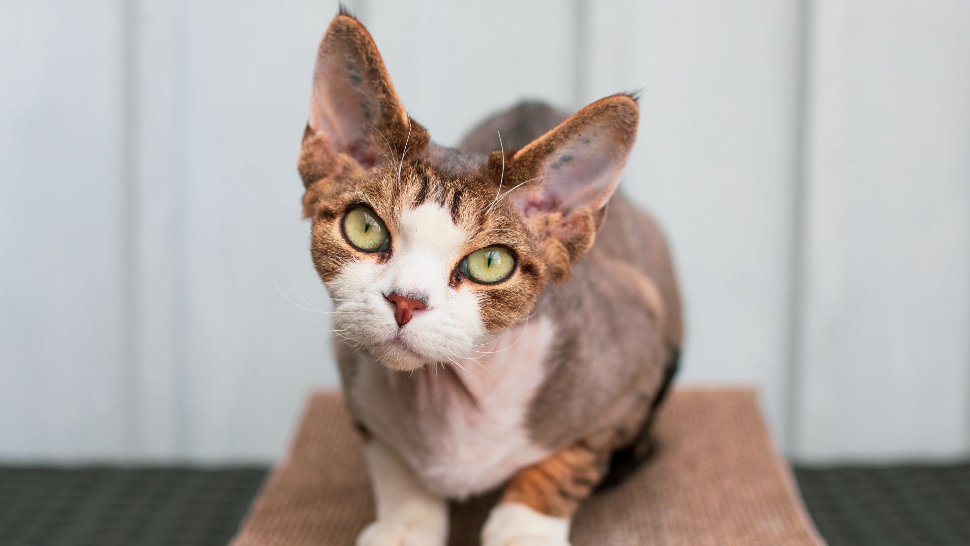 striped devon rex with white face markings