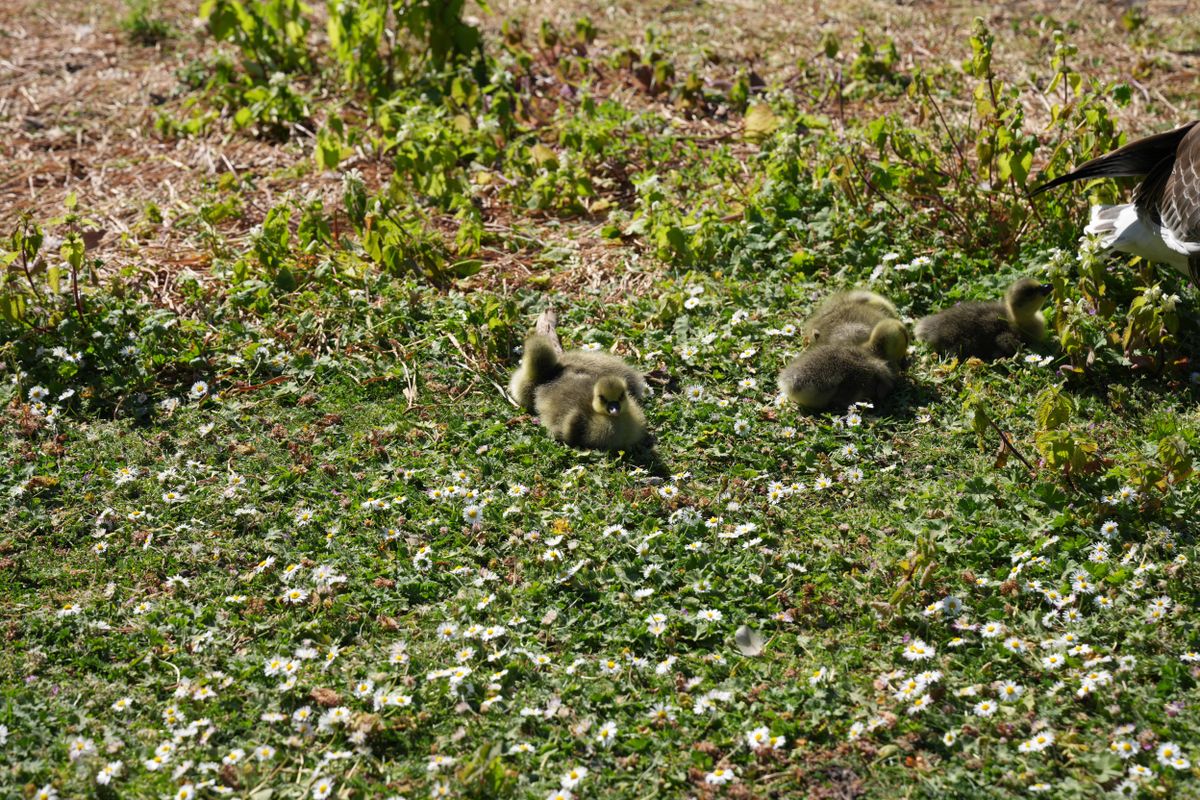 Goslings walking through grass and daisies beside an adult goose.