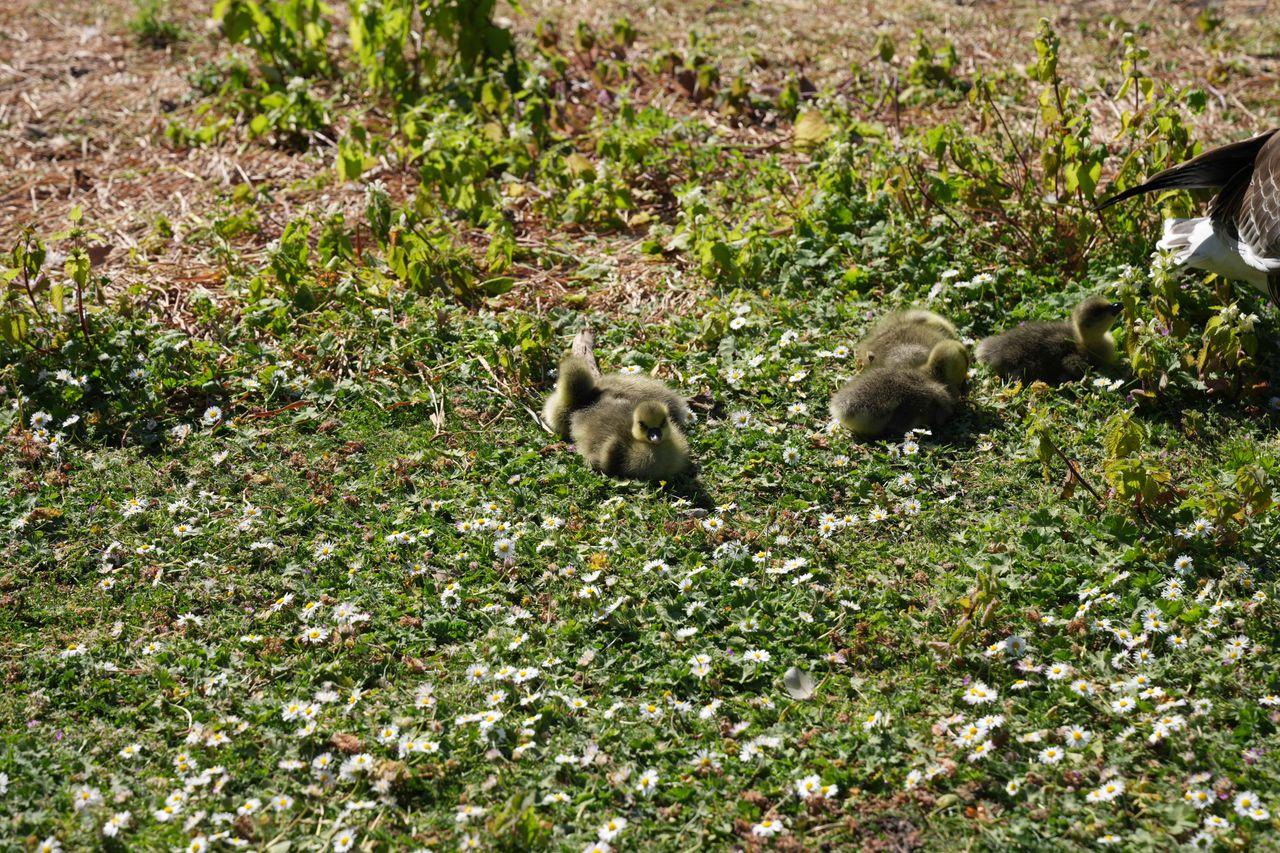 Goslings walking through grass and daisies beside an adult goose.