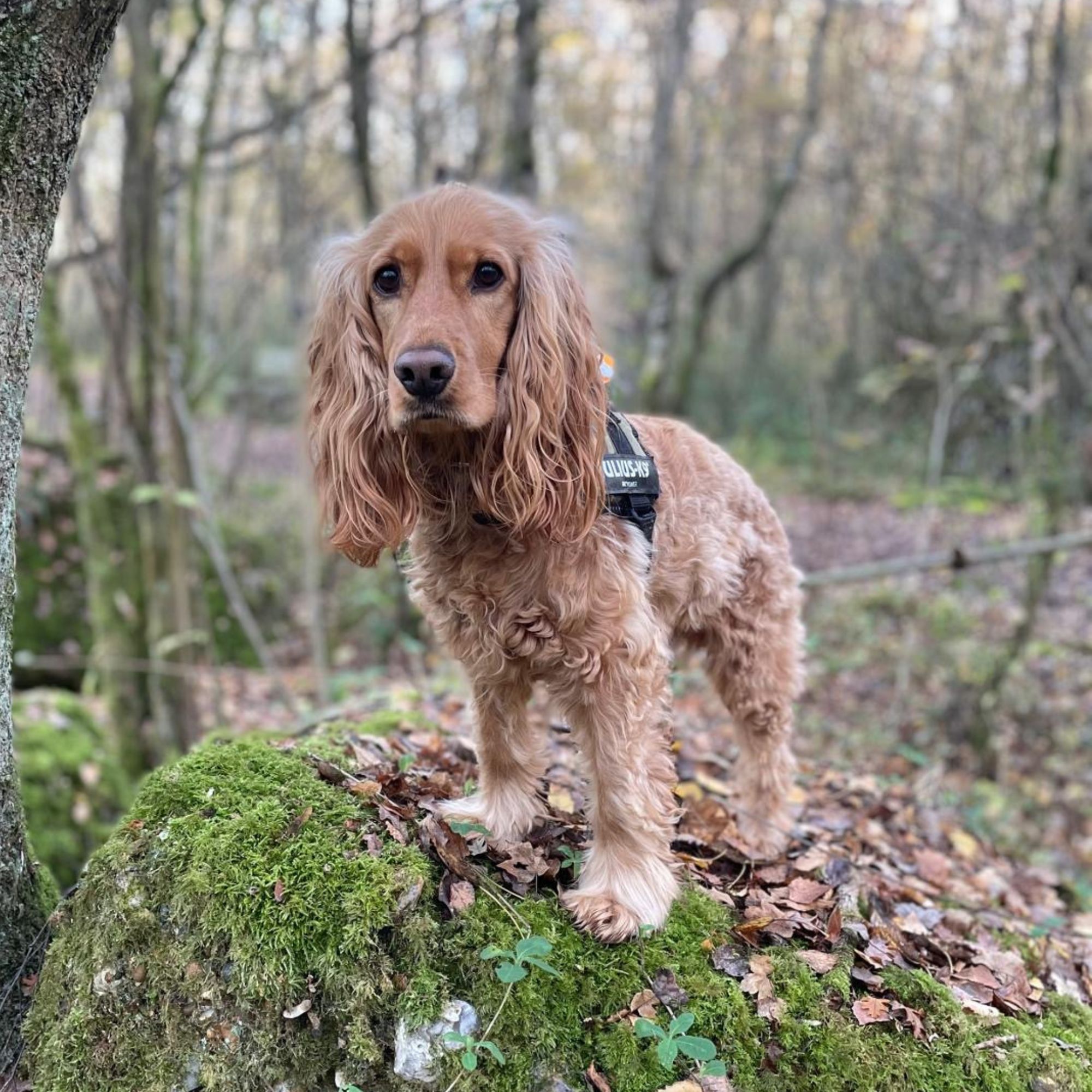 Golden cocker spaniel sitting on a moss-covered rock in the woods