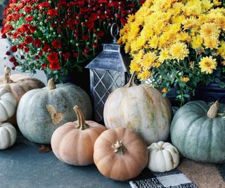 Light colored white and orange pumpkins outside beside a plant pot with yellow flowers